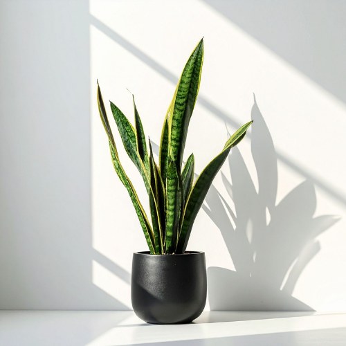 Kamerplanten