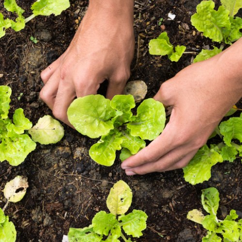 5 tips voor een bloeiende moestuin dit voorjaar